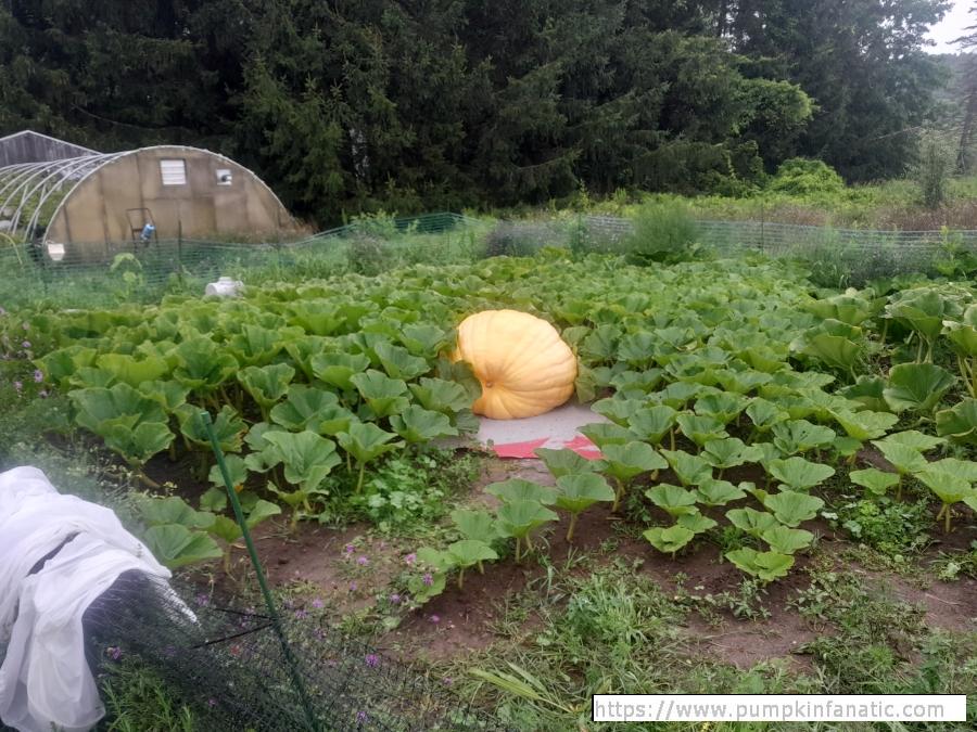 fruitImages/1114.5 Hilton 2023B.jpg